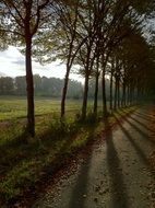 alley with autumn trees