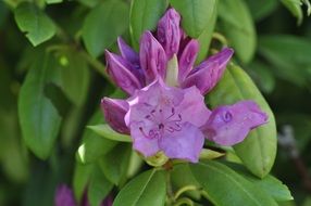 Violet Rhododendron on the bush