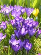 spring flower purple violet crocus