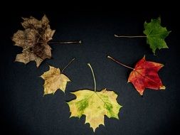 colored autumn leaves on a black background