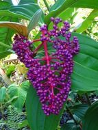 wild purple berries in hawaii