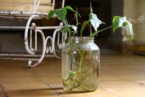 Green plants in a glass jar