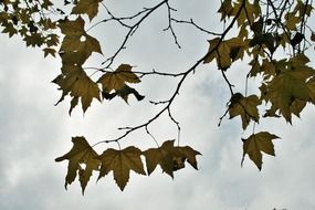 Beautiful and colorful maple foliage on a branch against the cloudy sky