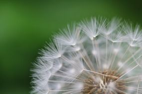 dandelion seeds macro photo