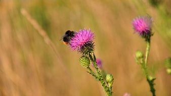 bee on the purple wildflower