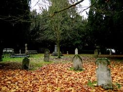 cemetery with yellow leaves and gravestones