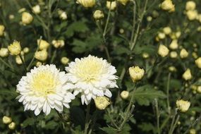 white chrysanthemums are autumn flowers