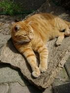 cat on a stone in the sun close up