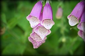 closeup picture of purple flowers of unusual shapes among the leaves