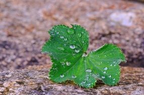 wet green leaf lies on a stone