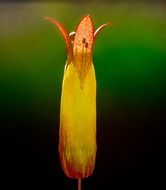 Oblong orange flower close-up