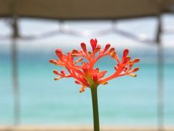 red macro plant