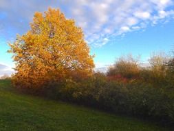 Yellow trees near the green field