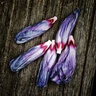 Beautiful colorful flowers on the wood