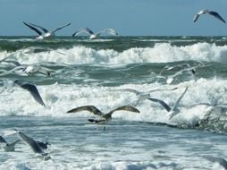 a flock of seagulls flies over the north sea