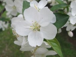 park cherry blossom