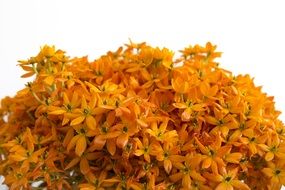 orange small blossoms