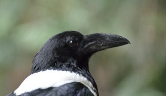 pied crow bird in wildlife