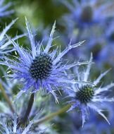 blue sea holly flower close-up