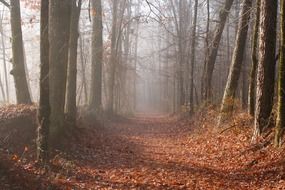 autumn foliage in a Mississippi forest