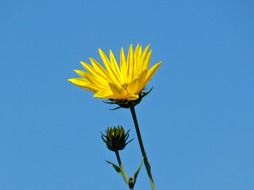 Yellow sunflower against the blue sky