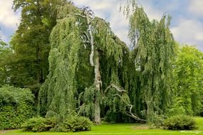 big sprawling willow