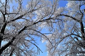 unusual beauty winter snow trees