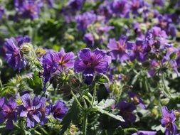 purple geranium close-up on a sunny day