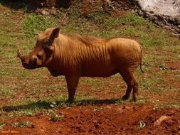 warthog in Africa