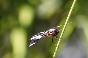 Dragonfly on a fragile stalk