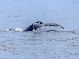 tail fin of the humpback whale