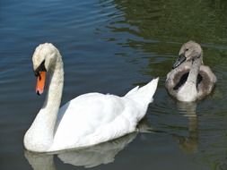 White and grey swans in water