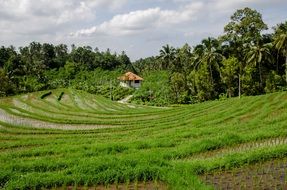 green rice field