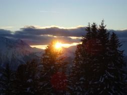 winter forest at the sunshine