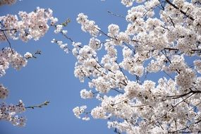 white cherry blossoms against the sky