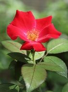 dilapidated red rose close up