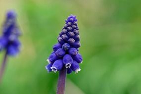 blue grape hyacinth flower