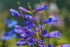 purple bells on spring field
