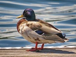 duck near the shiny water on the lake