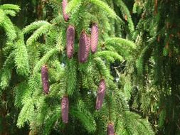 coniferous tree branch with purple long cones