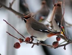 bird waxwing