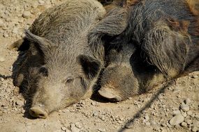 two black pigs resting on ground