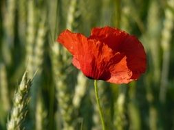 poppy blooming on wheat background