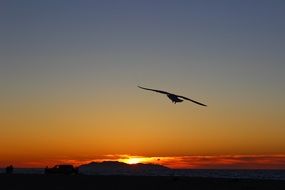 Bird flight in evening sky