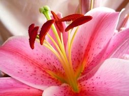 pink lily flower with red stamens