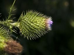 prickly thistle flower