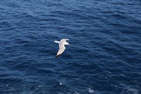 seagull flying over blue sea