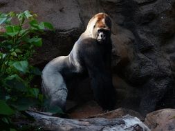 male mountain gorilla in captivity