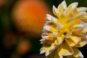 yellow dahlia in garden