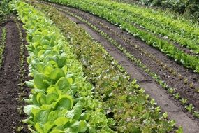 green salad plants are growing on the garden